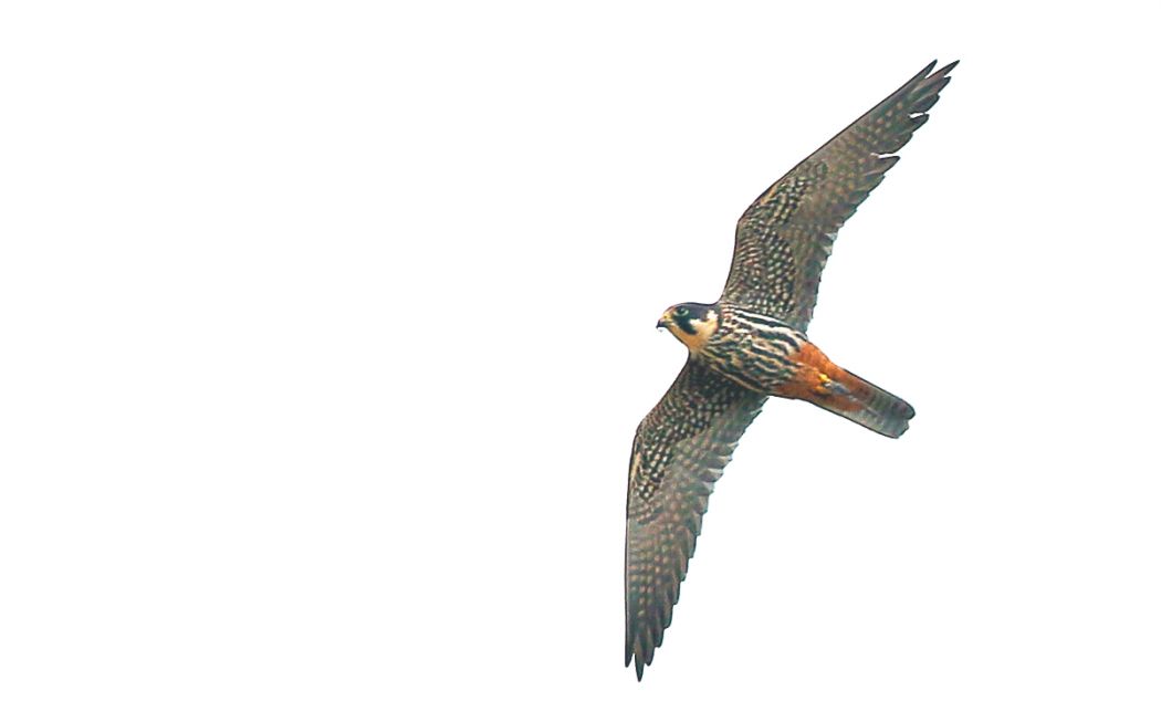 Eurasian Hobby