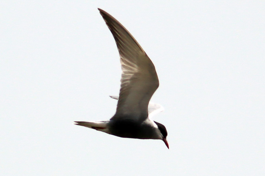 Whiskered Tern