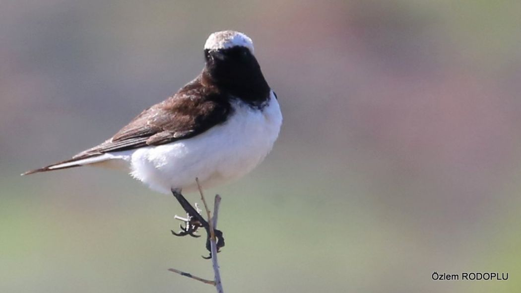 Pied Wheatear