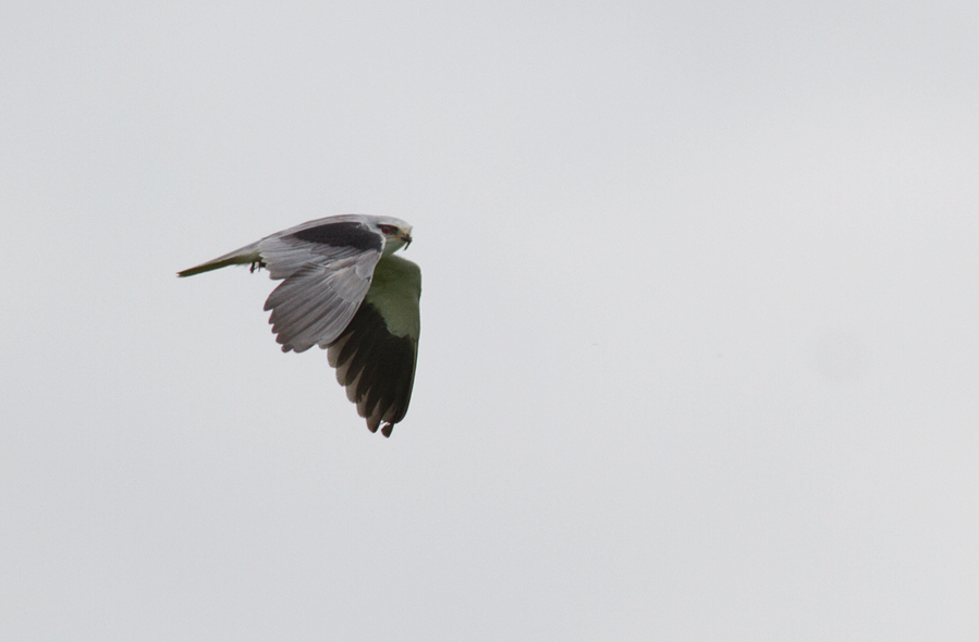 Black-winged Kite