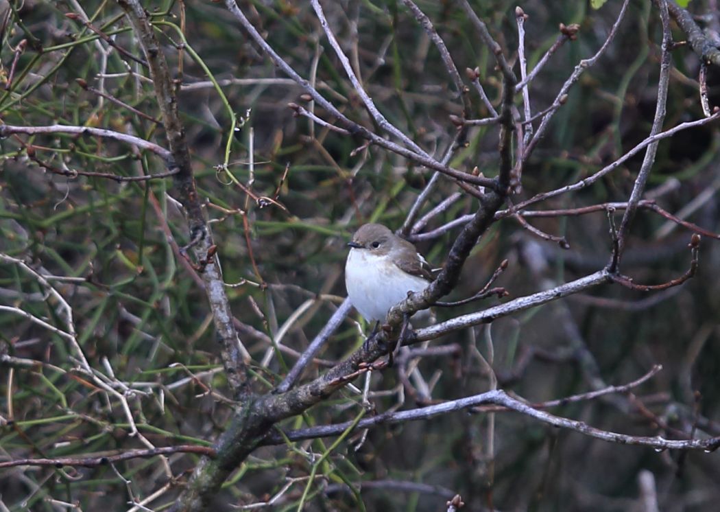 European Pied Flycatcher