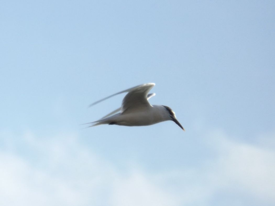 Sandwich Tern