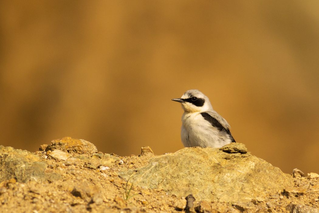 Northern Wheatear