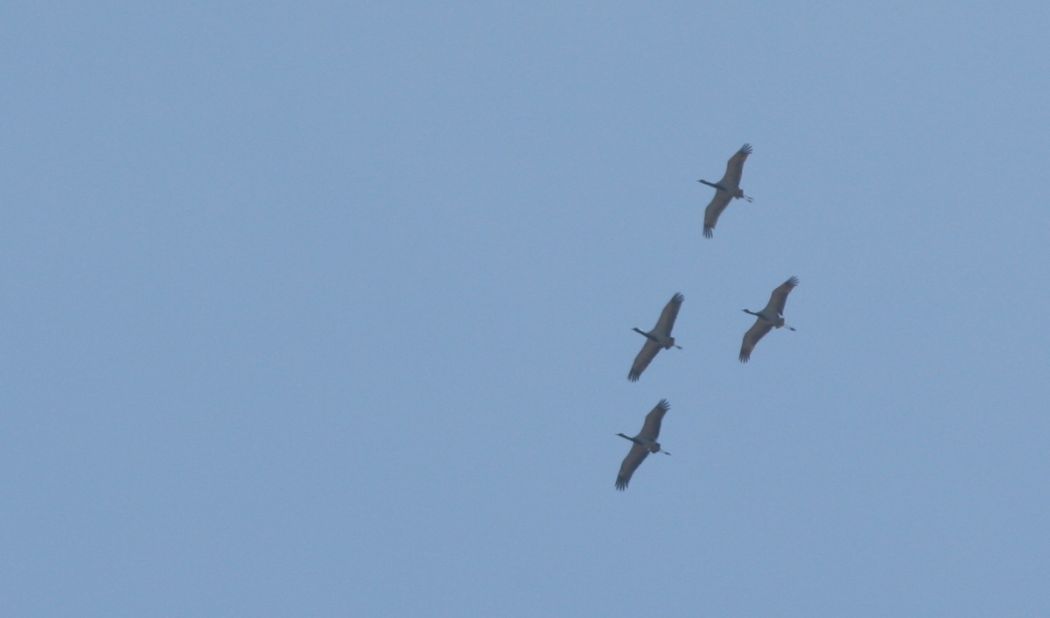 Demoiselle Crane