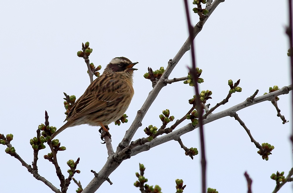 Radde`s Accentor