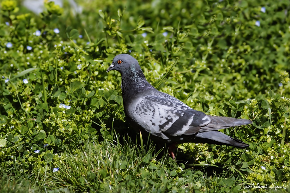 Rock Dove