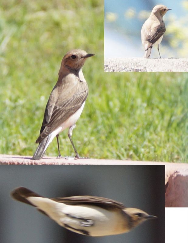 Northern Wheatear