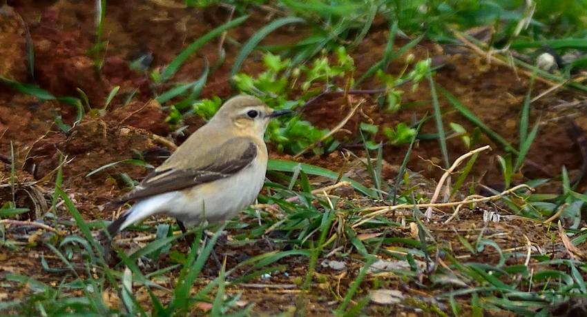 Northern Wheatear