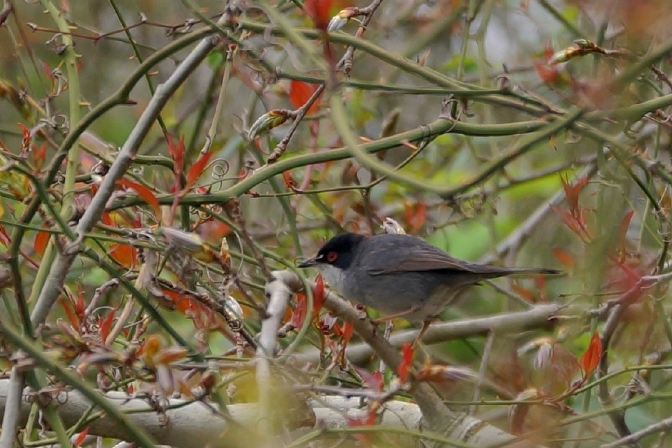 Sardinian Warbler
