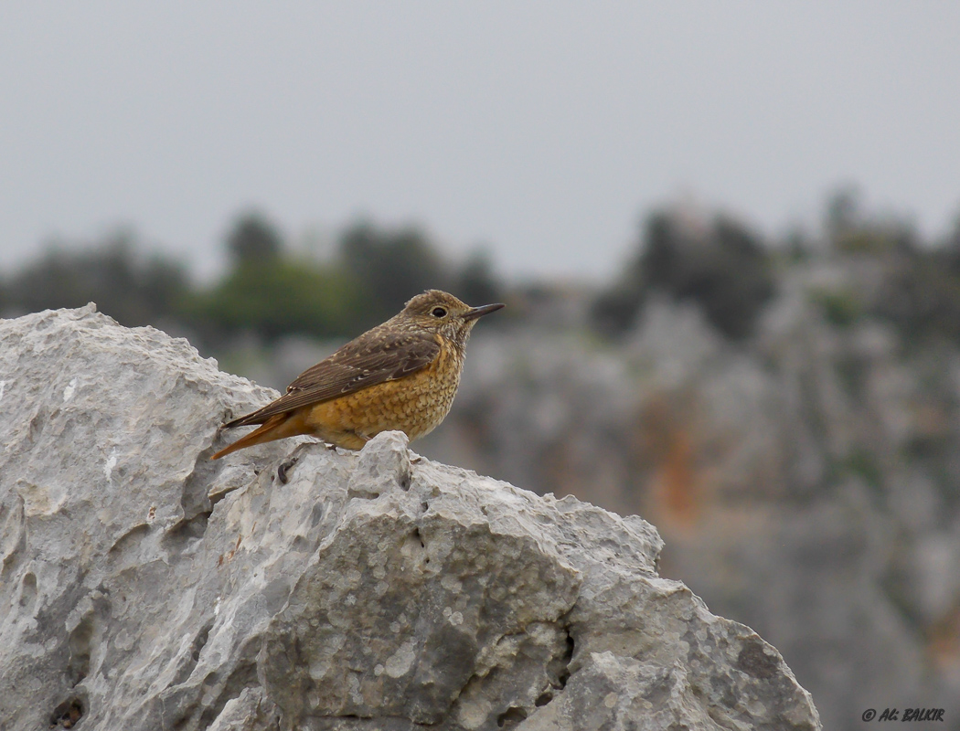 Common Rock Thrush