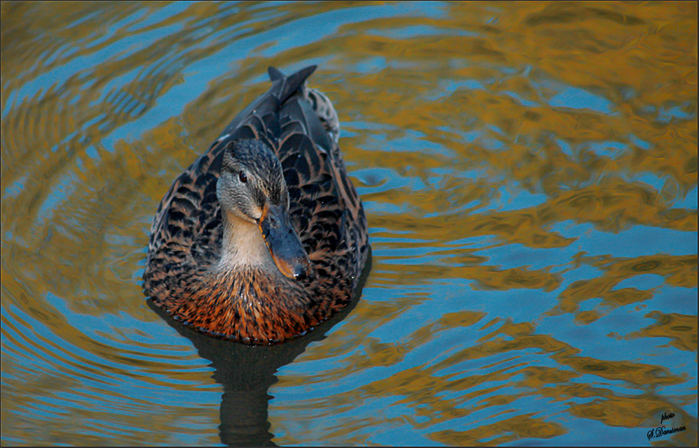 Mallard