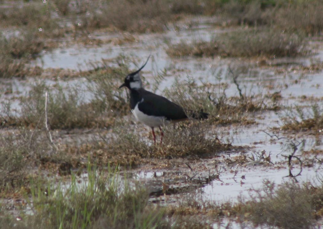 Northern Lapwing