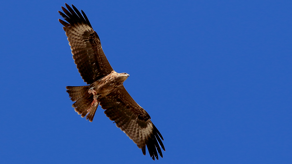 Black Kite