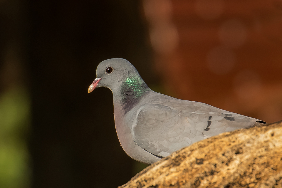 Stock Dove
