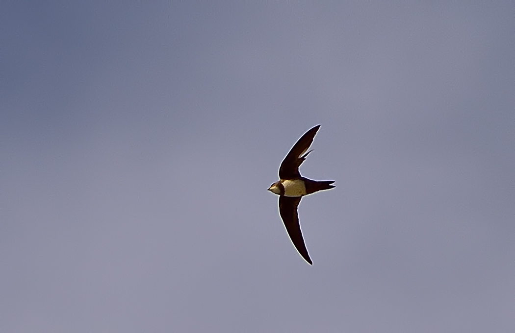 Alpine Swift