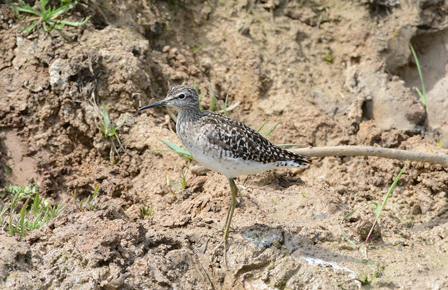 Wood Sandpiper