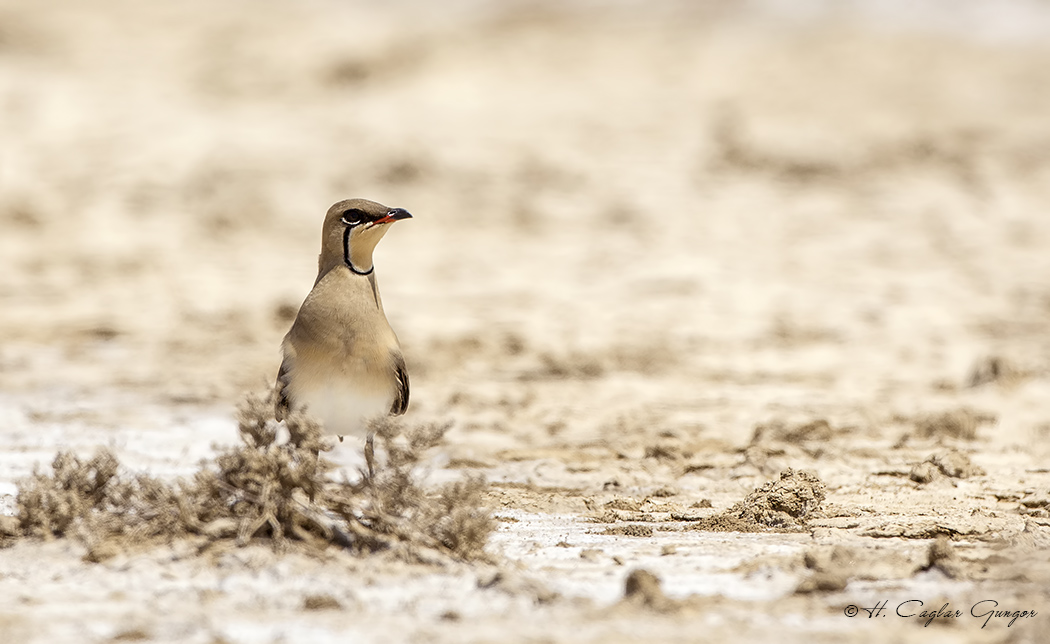Collared Pratincole