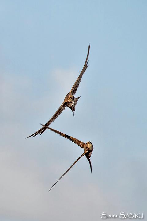 Alpine Swift