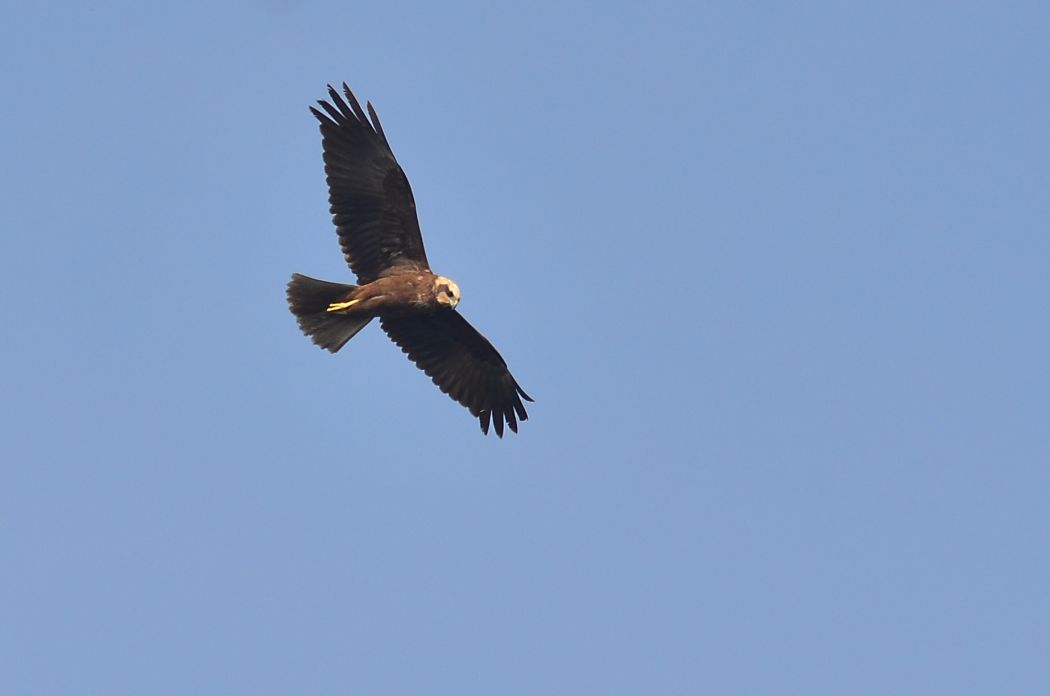 Western Marsh Harrier