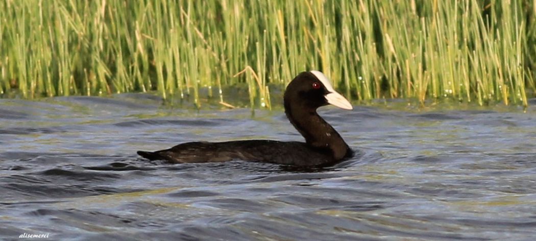 Eurasian Coot