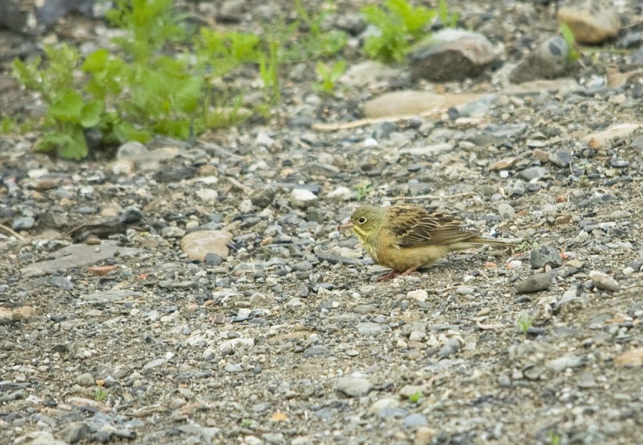 Ortolan Bunting