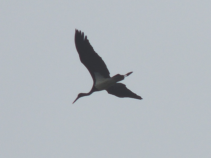 Black Stork