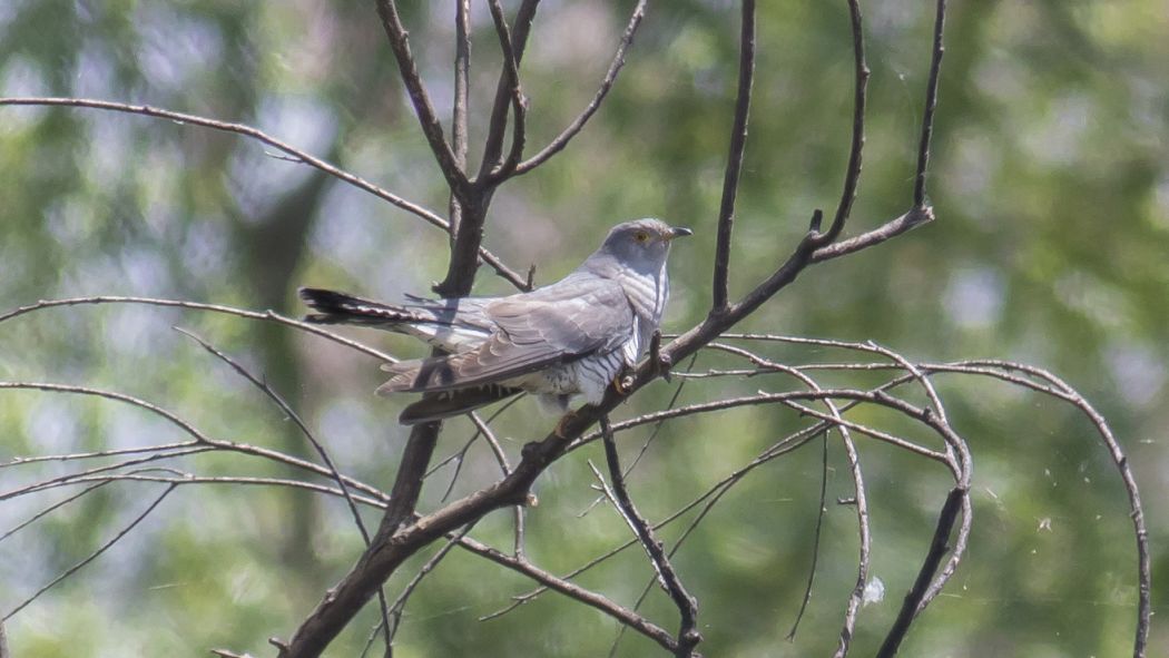 Common Cuckoo