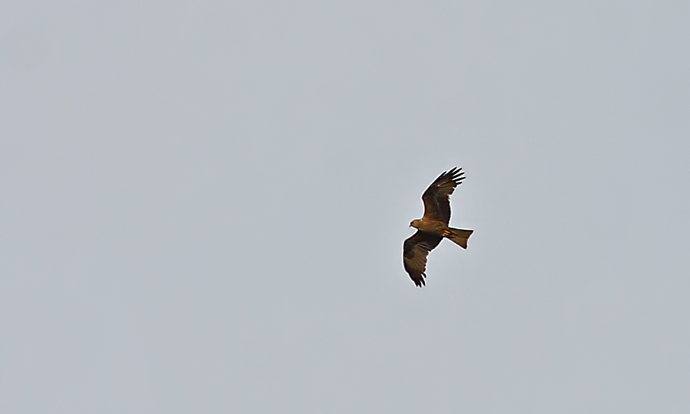 Black Kite