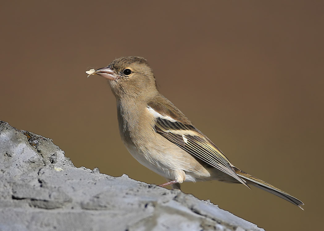 Eurasian Chaffinch