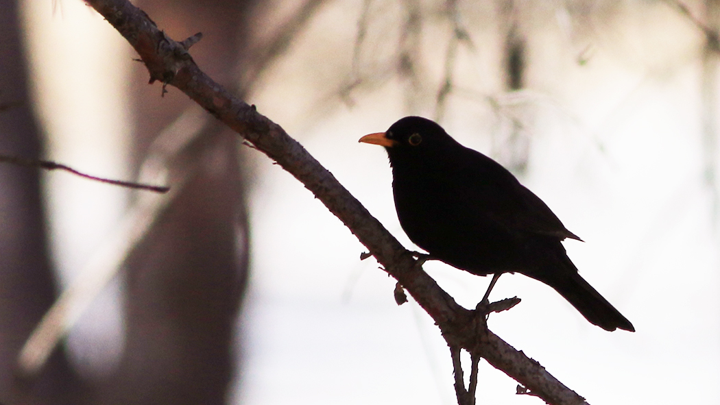 Common Blackbird