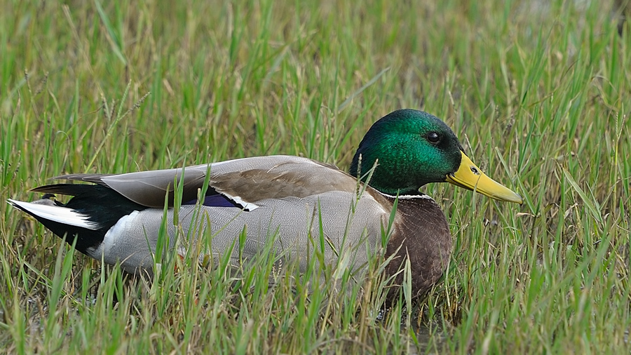 Mallard