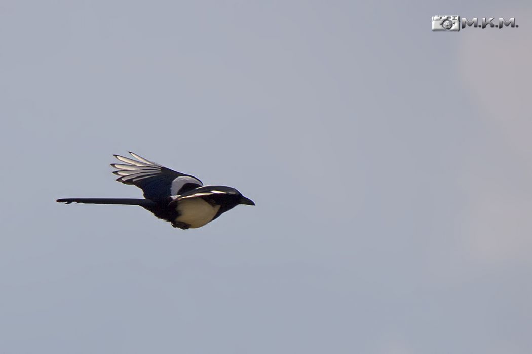 Eurasian Magpie