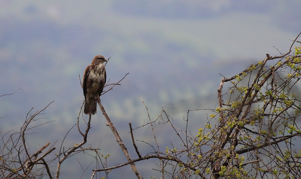 Common Buzzard