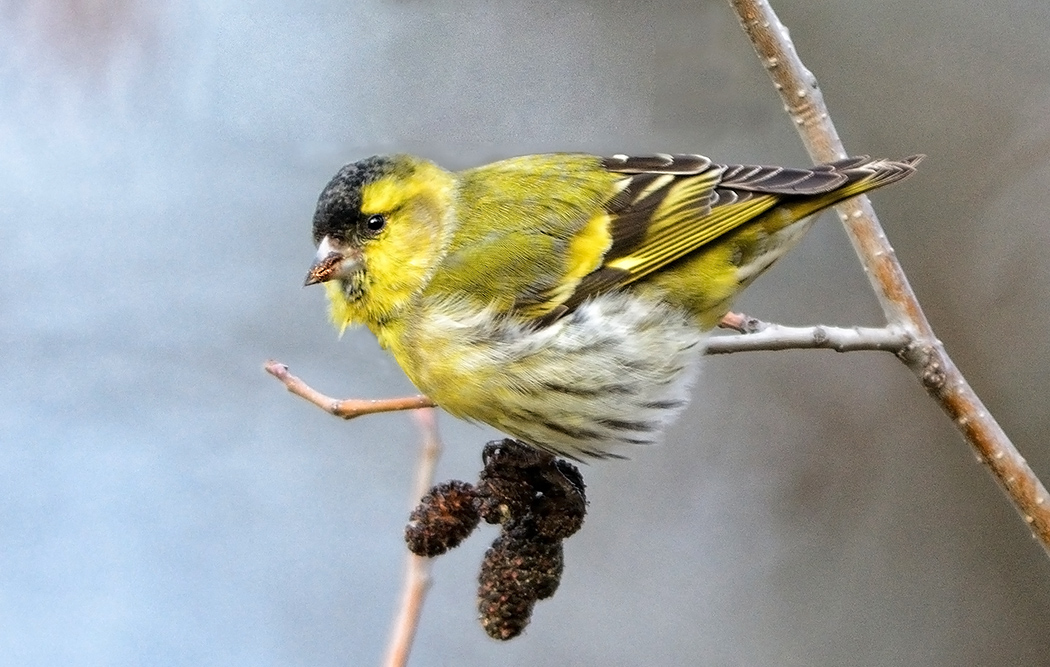 Eurasian Siskin