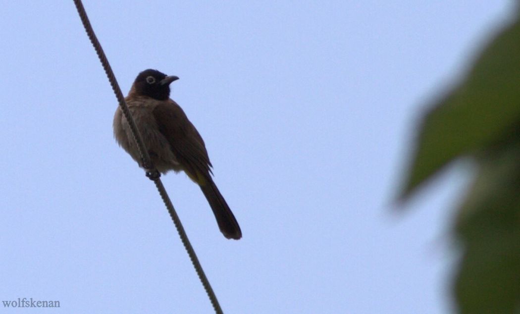 White-spectacled Bulbul