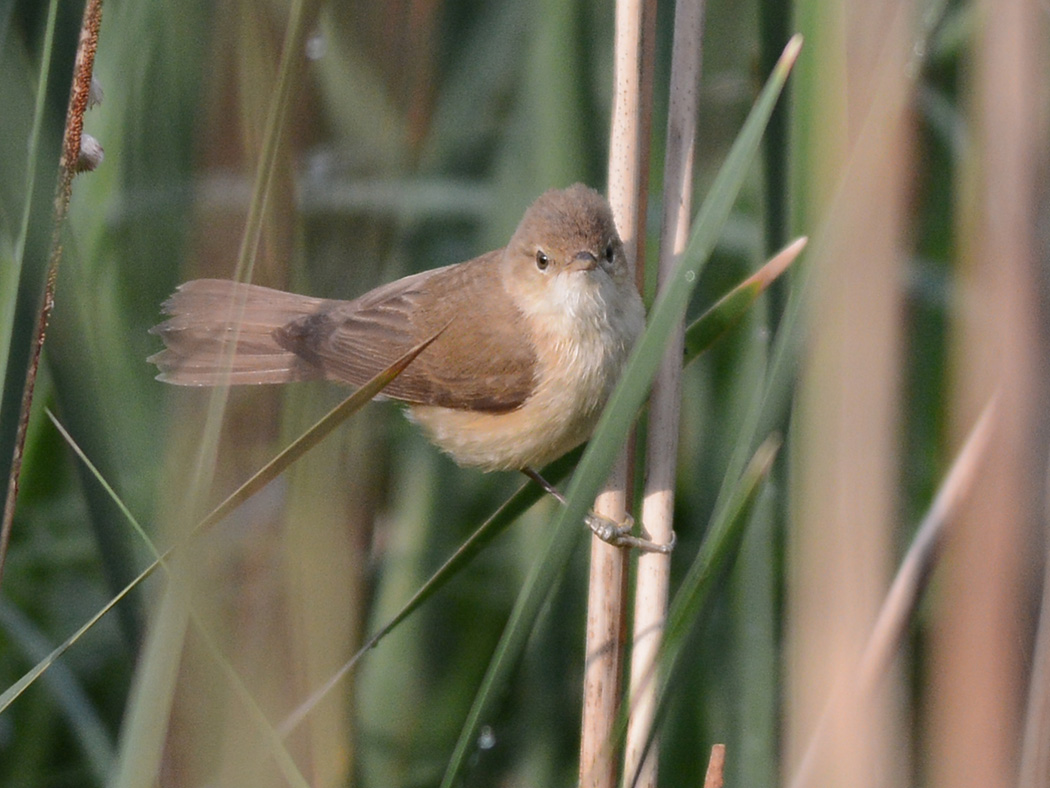 Common Reed Warbler