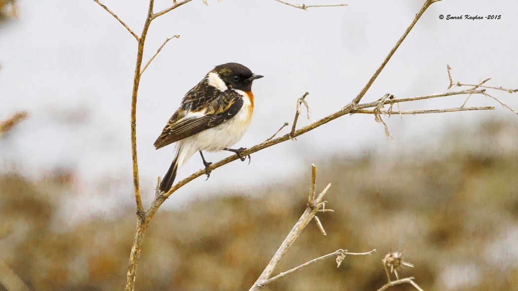 Siberian Stonechat