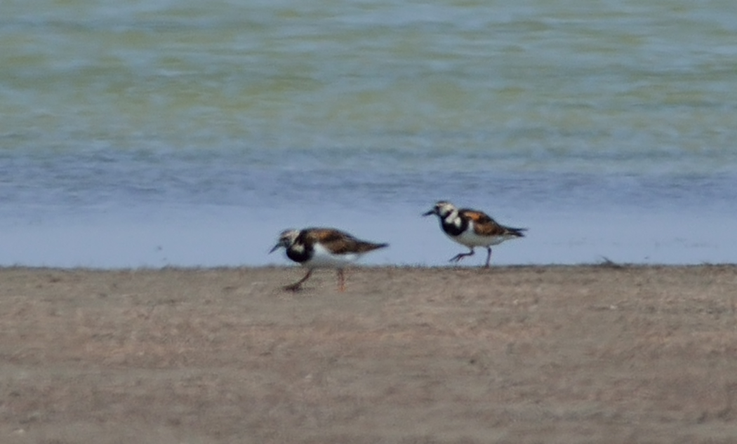 Ruddy Turnstone