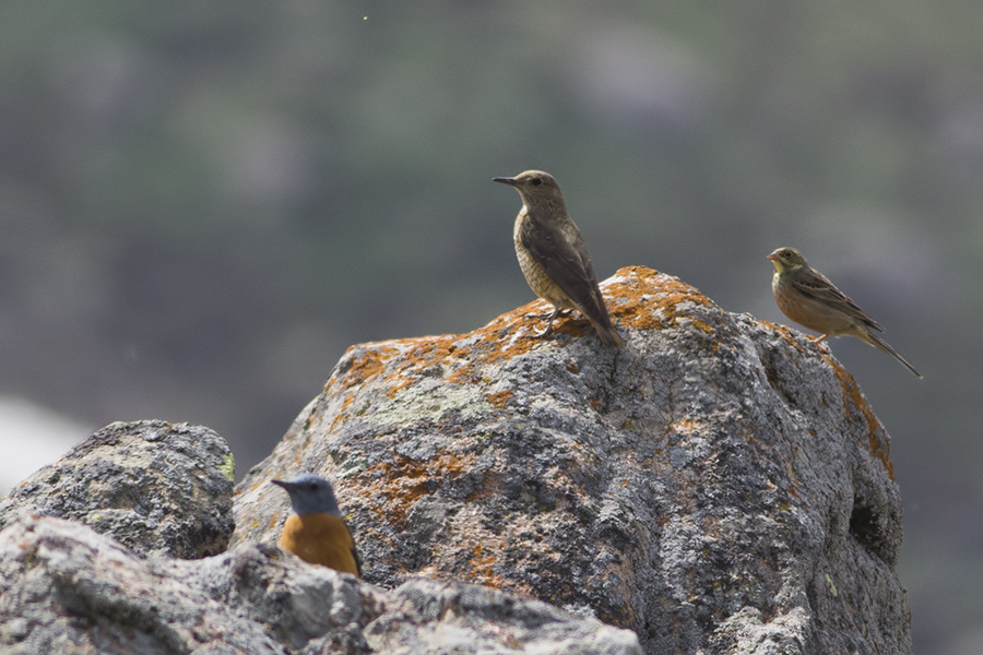 Common Rock Thrush