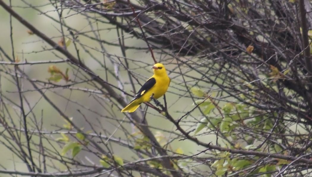 Eurasian Golden Oriole