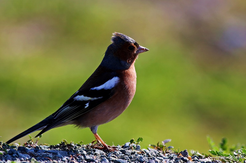 Eurasian Chaffinch