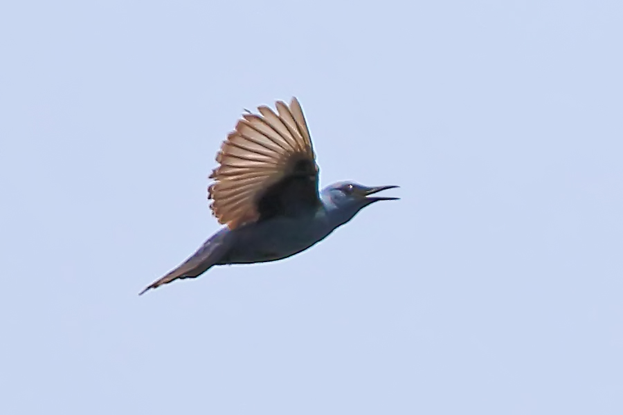 Blue Rock Thrush