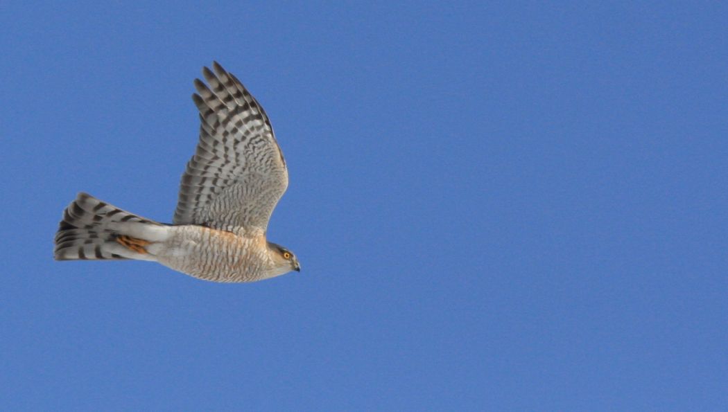 Eurasian Sparrowhawk