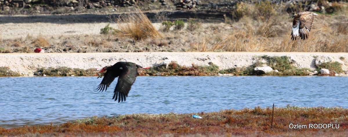 Black Stork