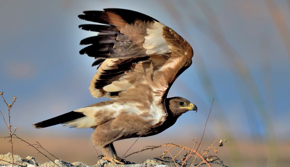 Steppe Eagle