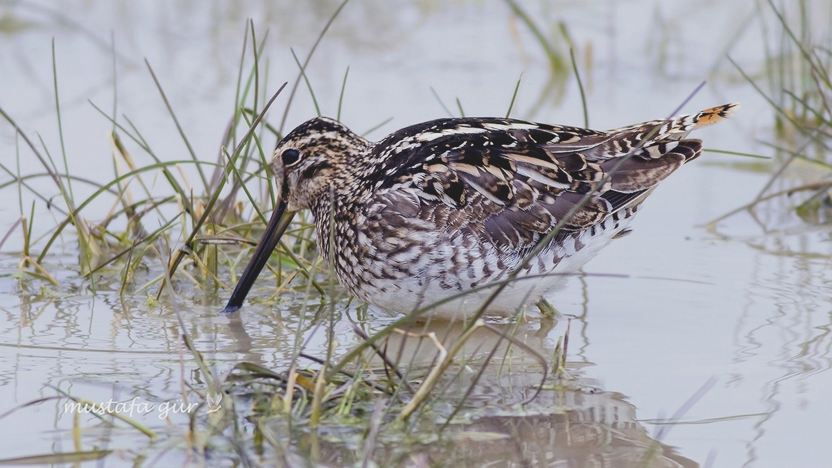 Common Snipe