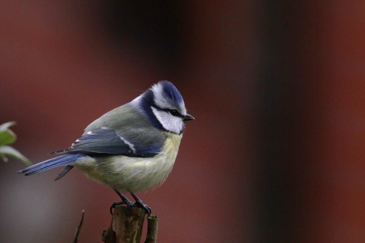 Eurasian Blue Tit
