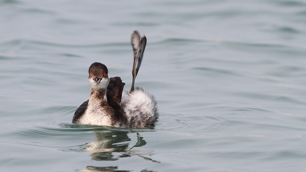 Black-necked Grebe