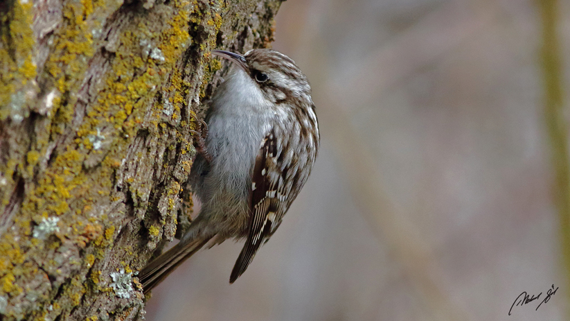 Short-toed Treecreeper