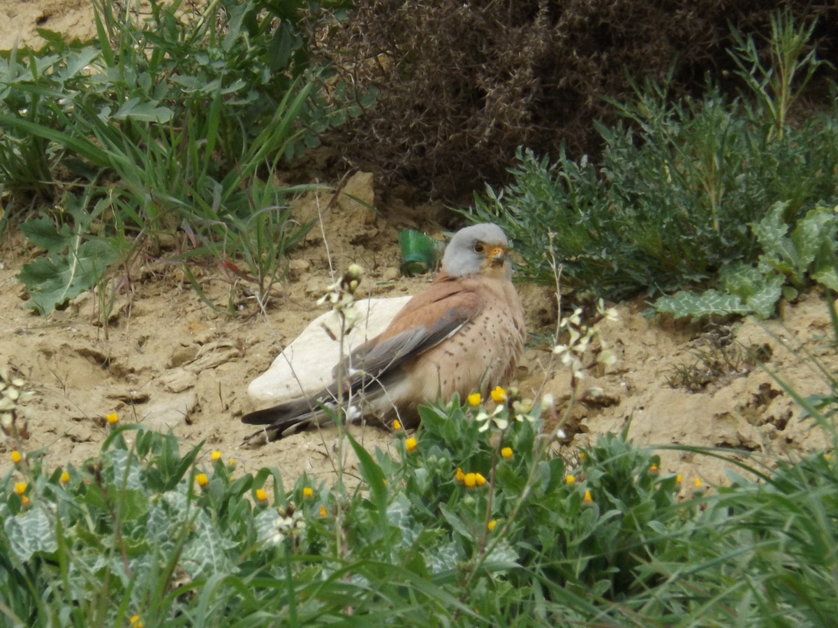 Lesser Kestrel